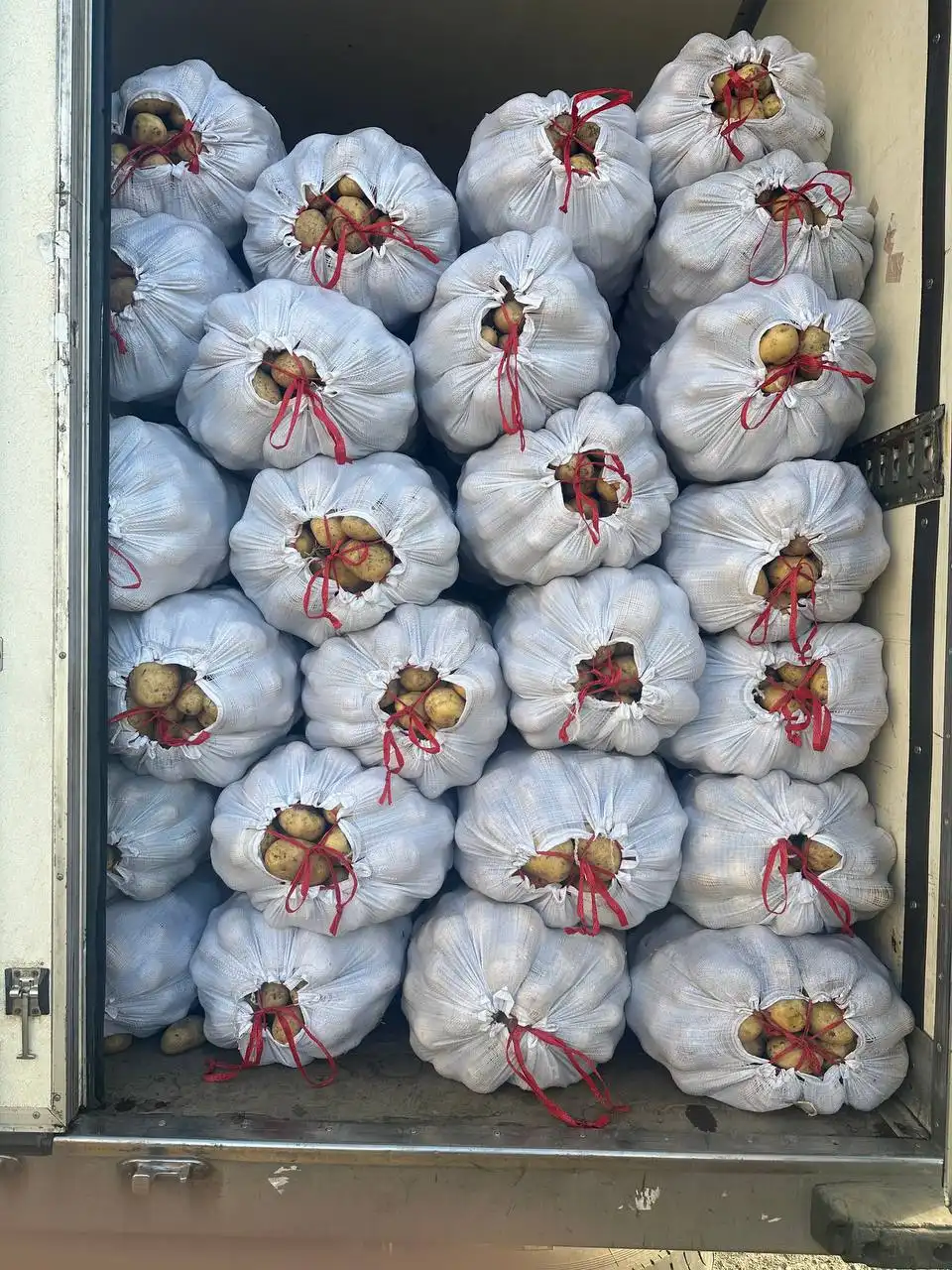 Продажа картофеля сорта Гала