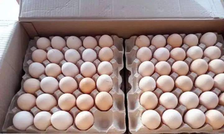 Продажа домашних яиц в Орске