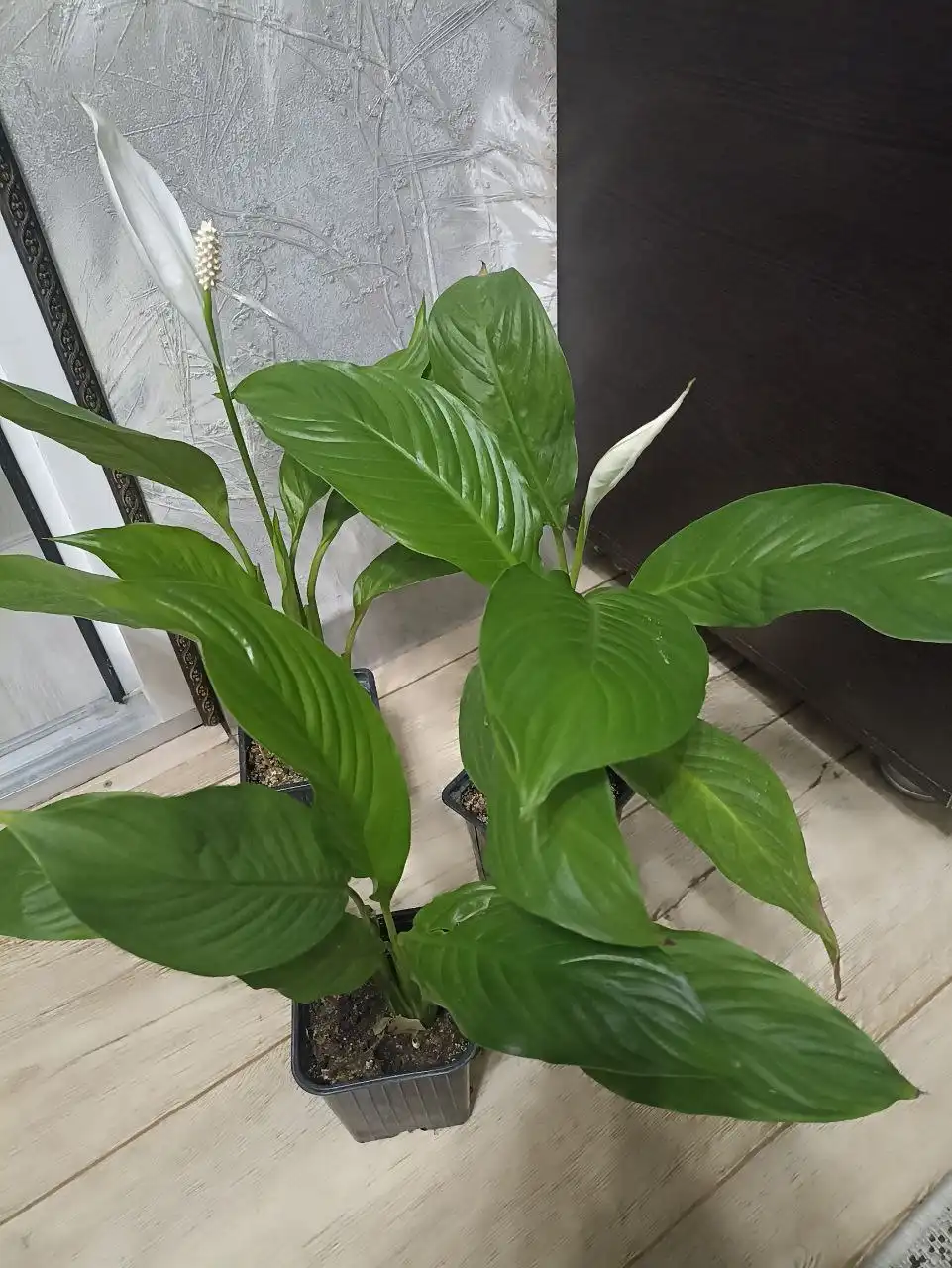 Продам спатифиллум (женское счастье)