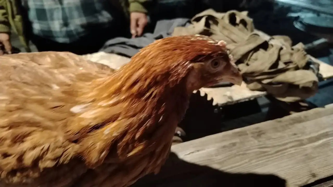 Продажа кур молодок Родонит и свежий забой птицы