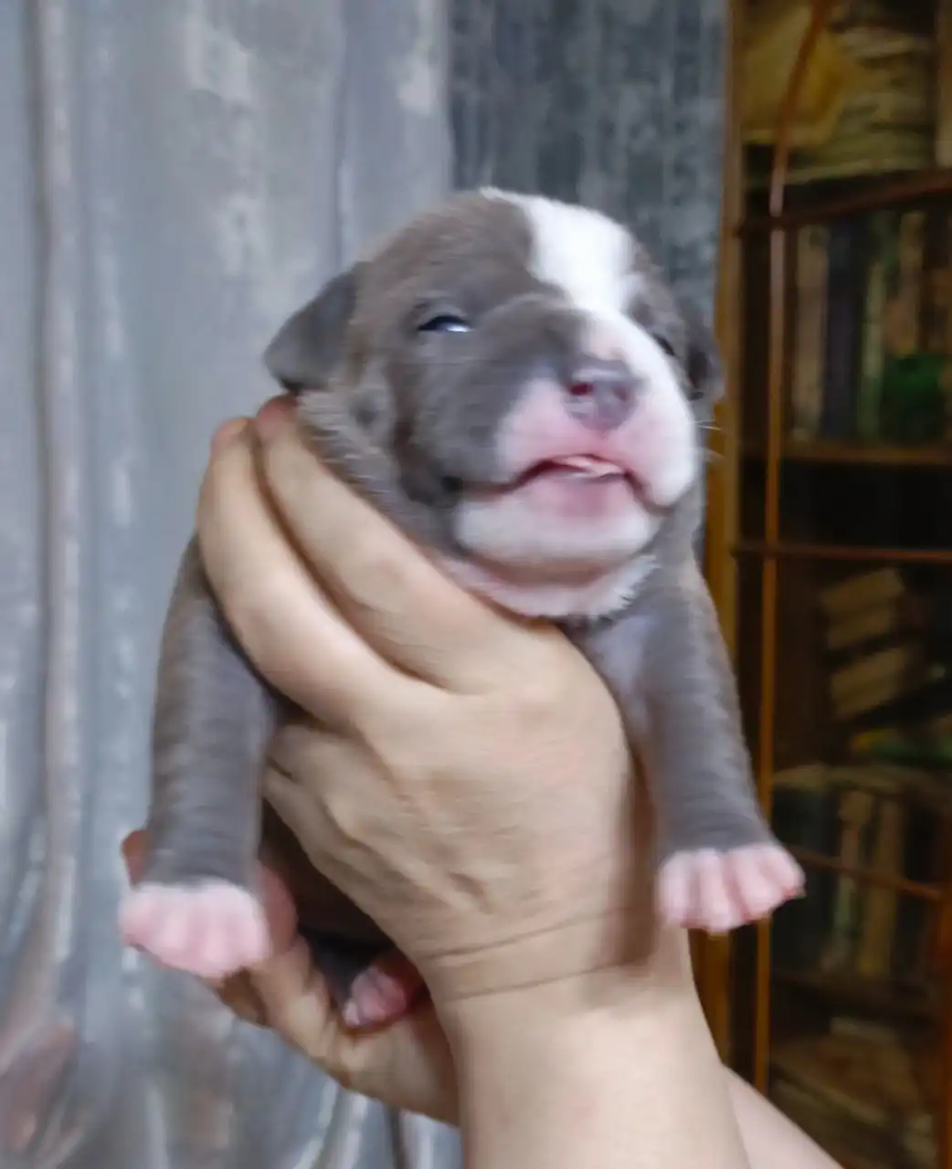 Щенки американского булли в типе покет