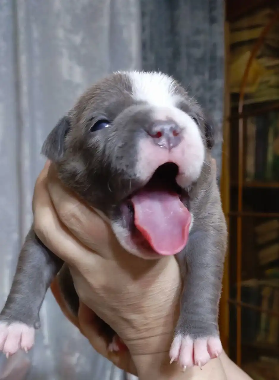 Щенки американского булли в типе покет