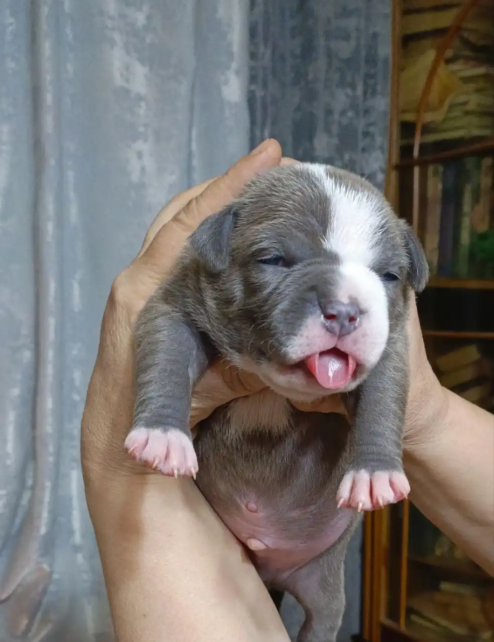Щенки американского булли в типе покет
