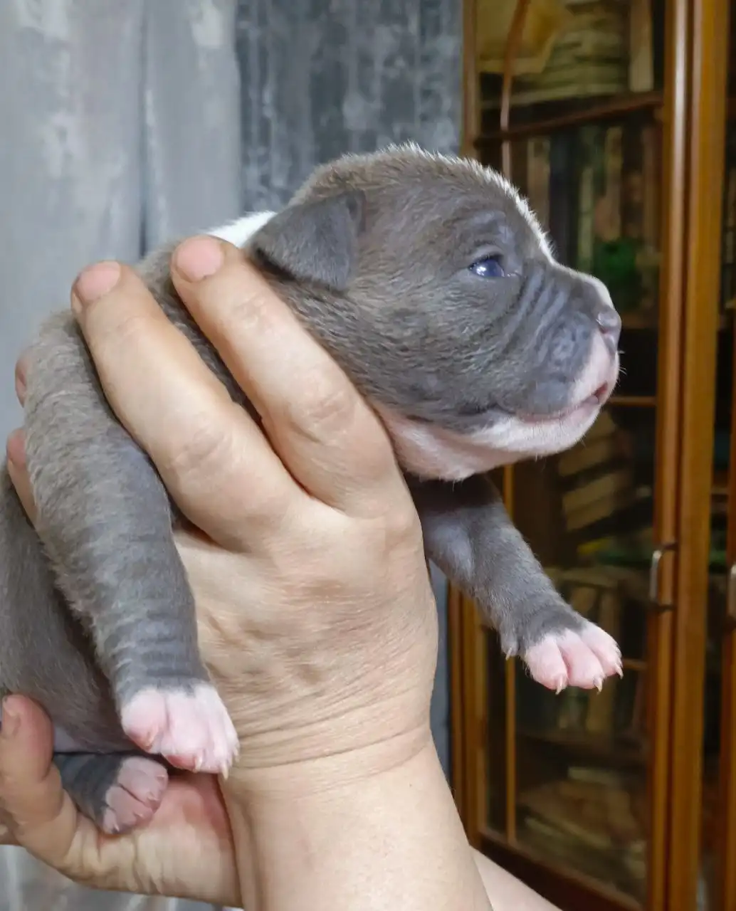 Щенки американского булли в типе покет