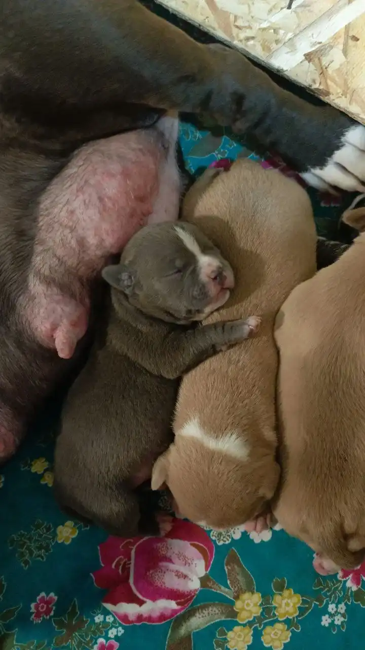 Щенки американского булли в типе покет