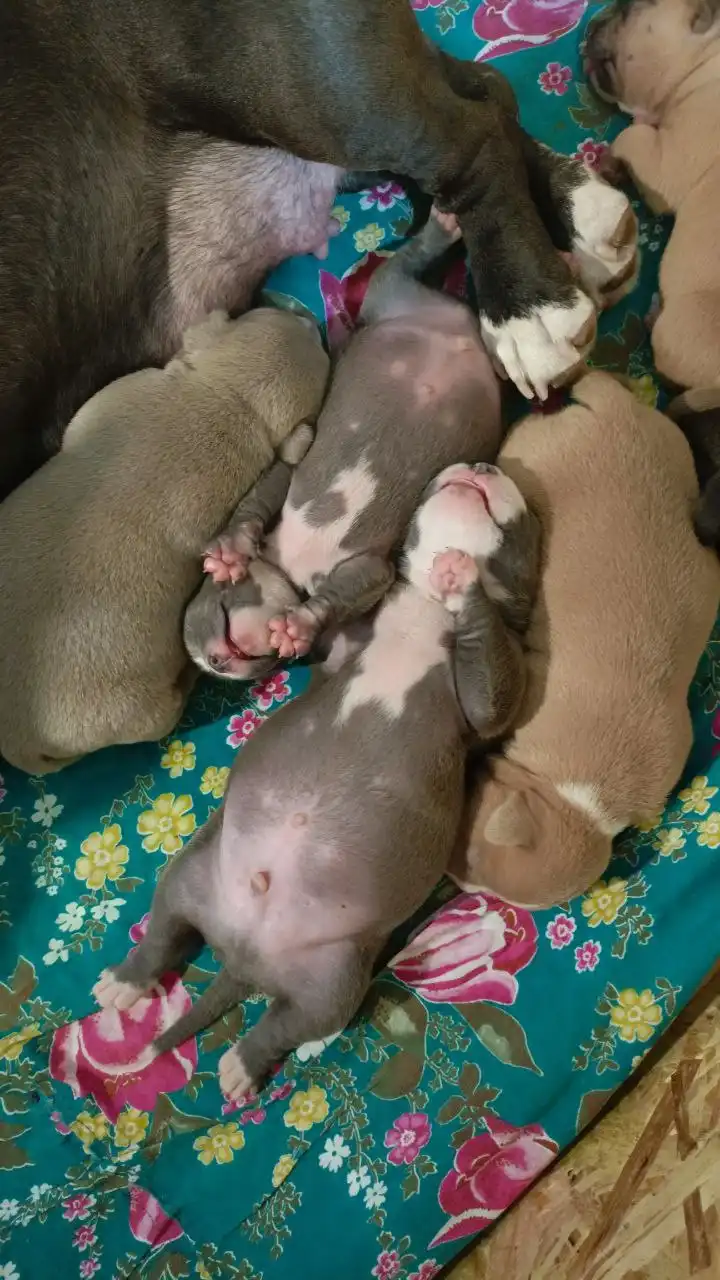 Щенки американского булли в типе покет