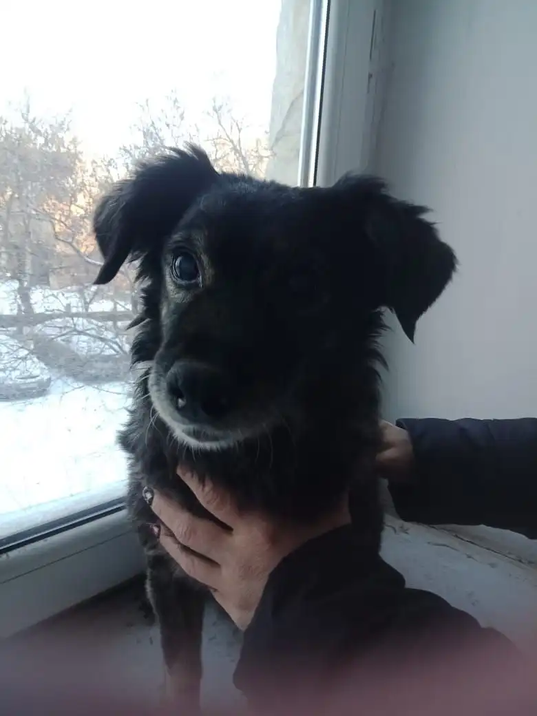 Найдена собака-девочка в районе бывшей наркологии