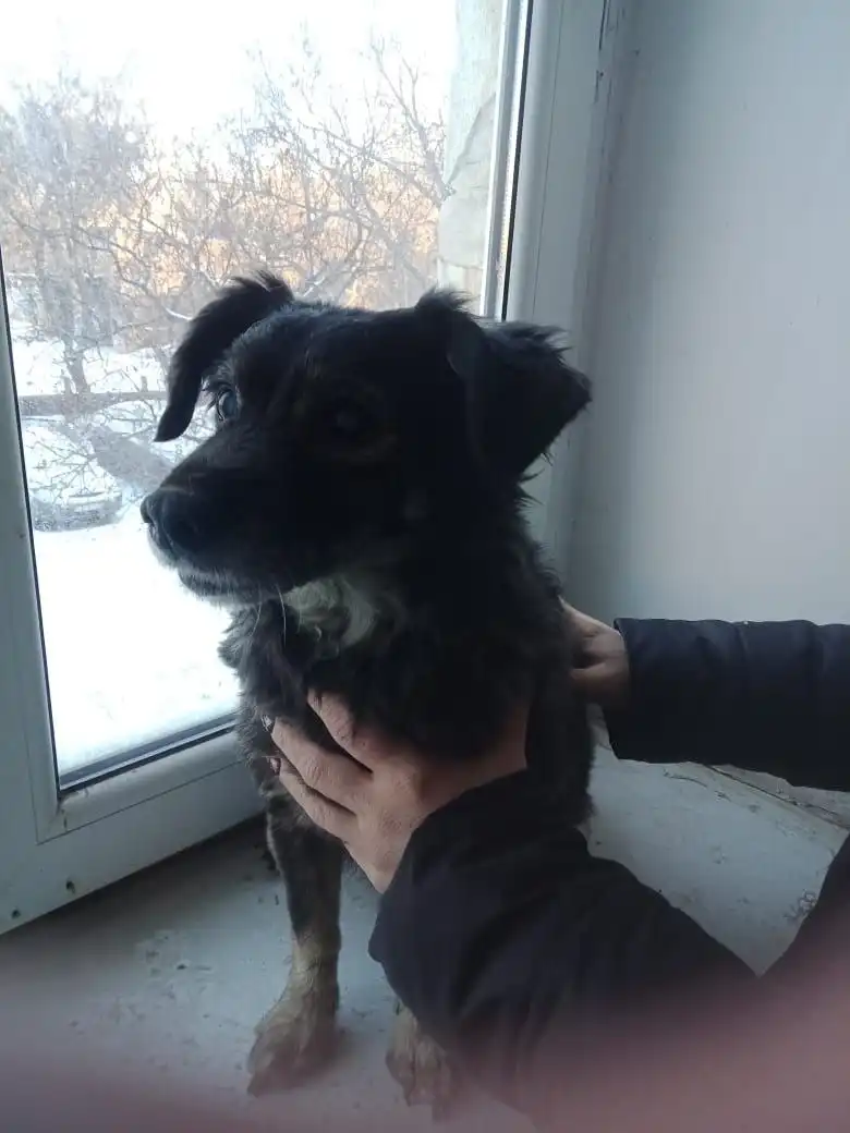 Найдена собака-девочка в районе бывшей наркологии