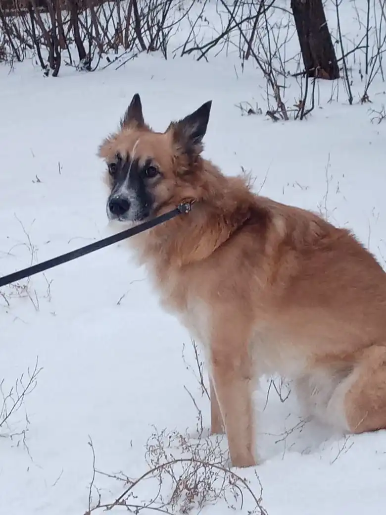 Ищем хозяев для собаки Фильки