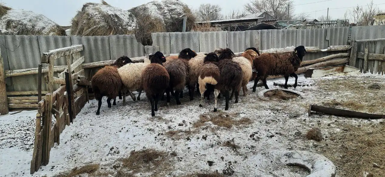 Продажа баранов