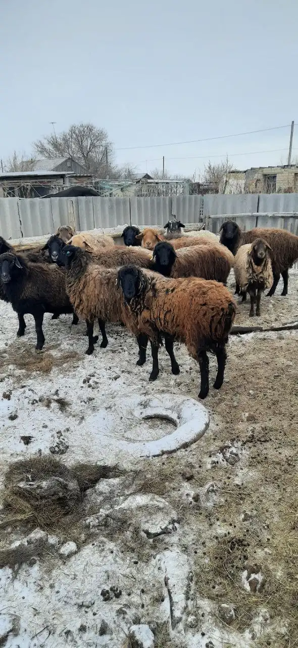 Продажа баранов