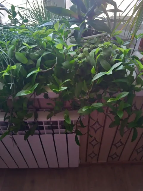 Продам в Орске - Продукты питания в Орск