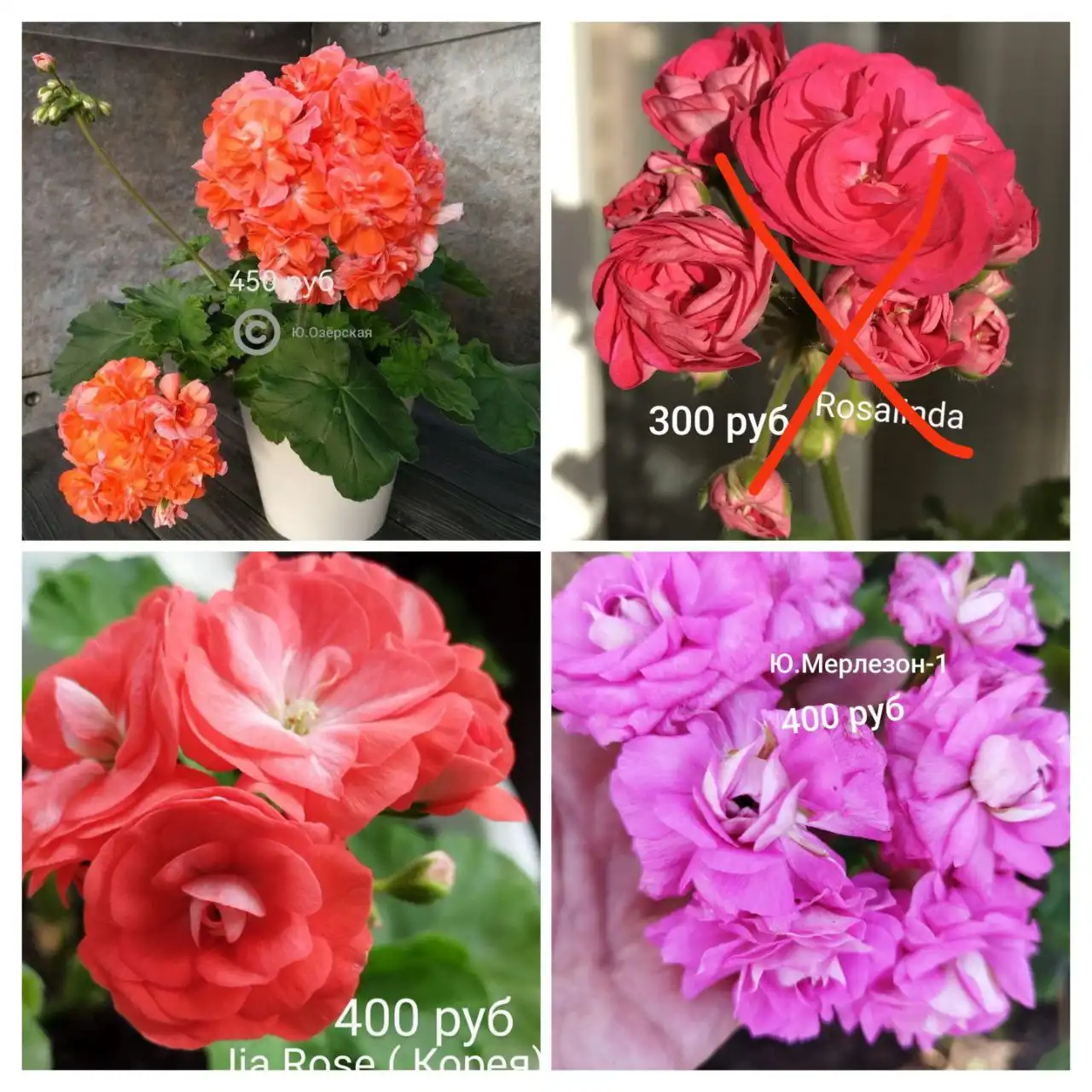 Продажа пеларгонии 130 сортов