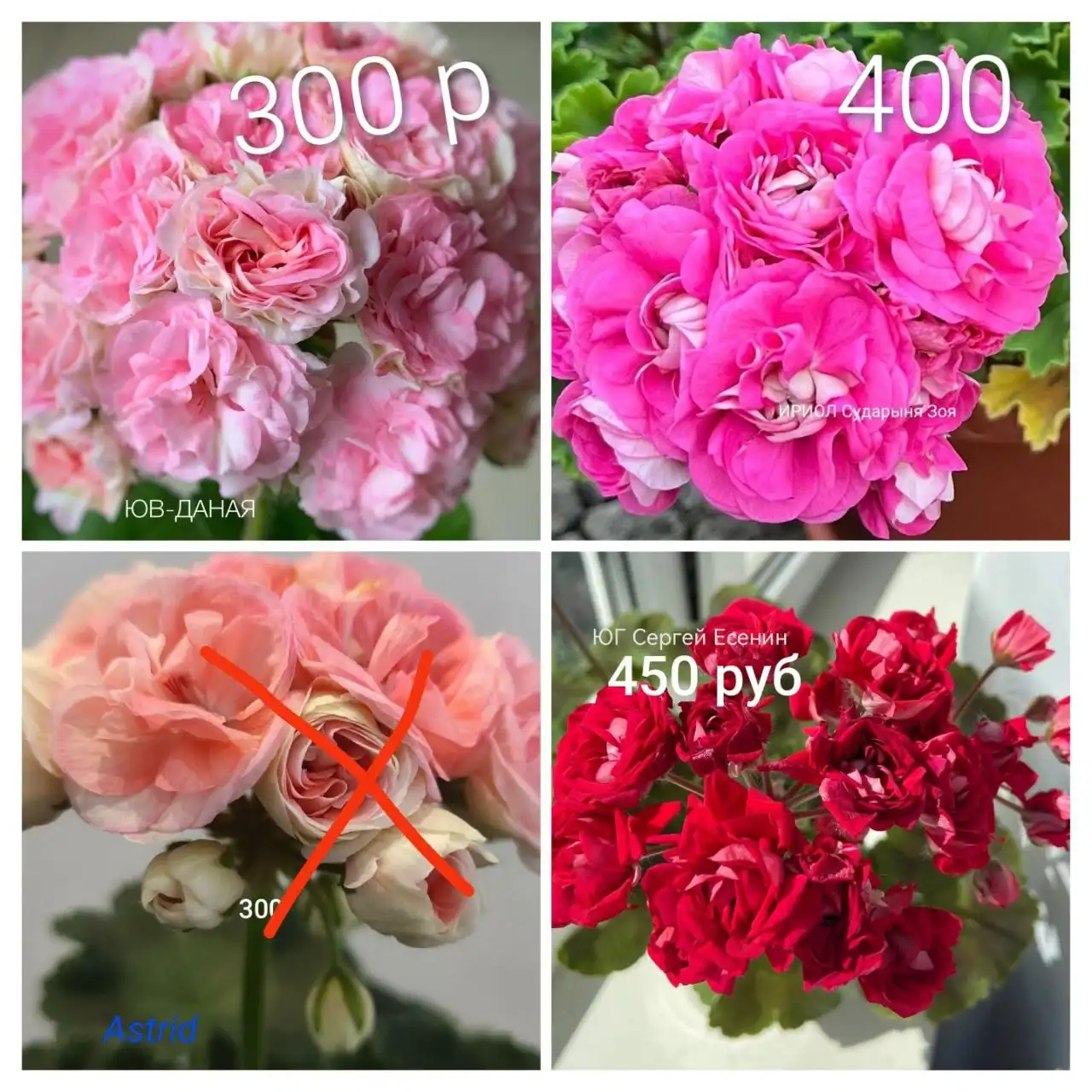 Продажа пеларгонии 130 сортов