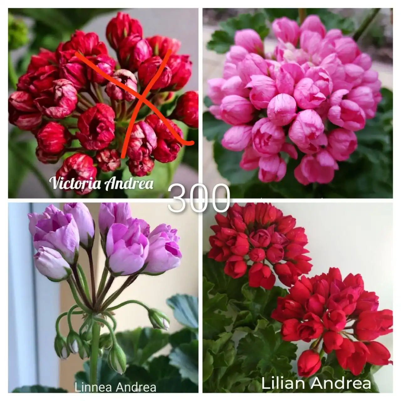 Продажа пеларгонии 130 сортов