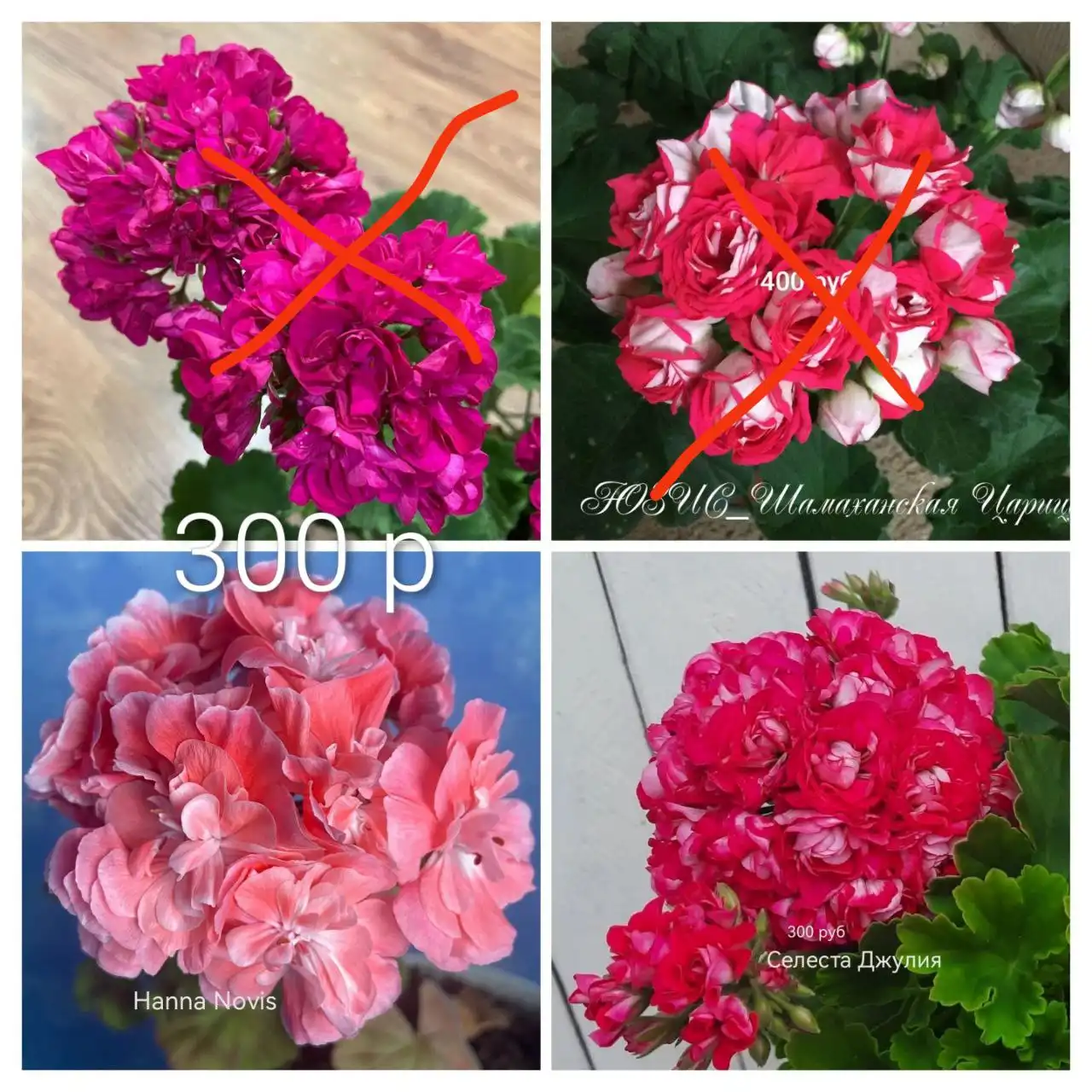 Продажа пеларгонии 130 сортов