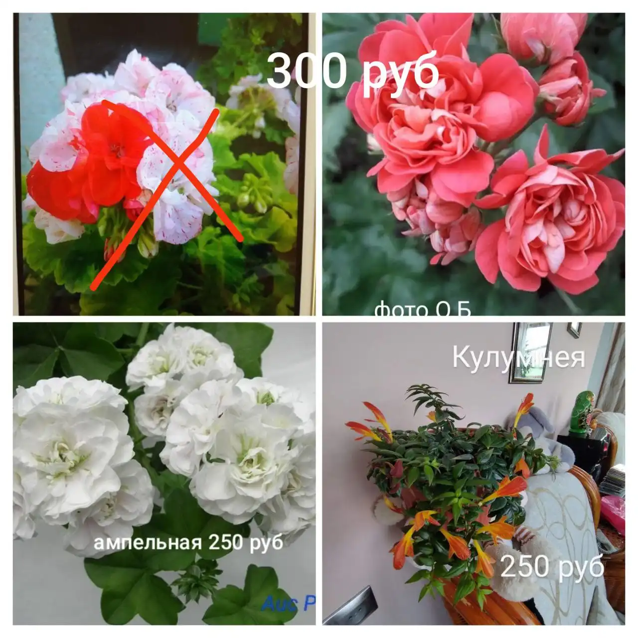 Продажа пеларгонии 130 сортов