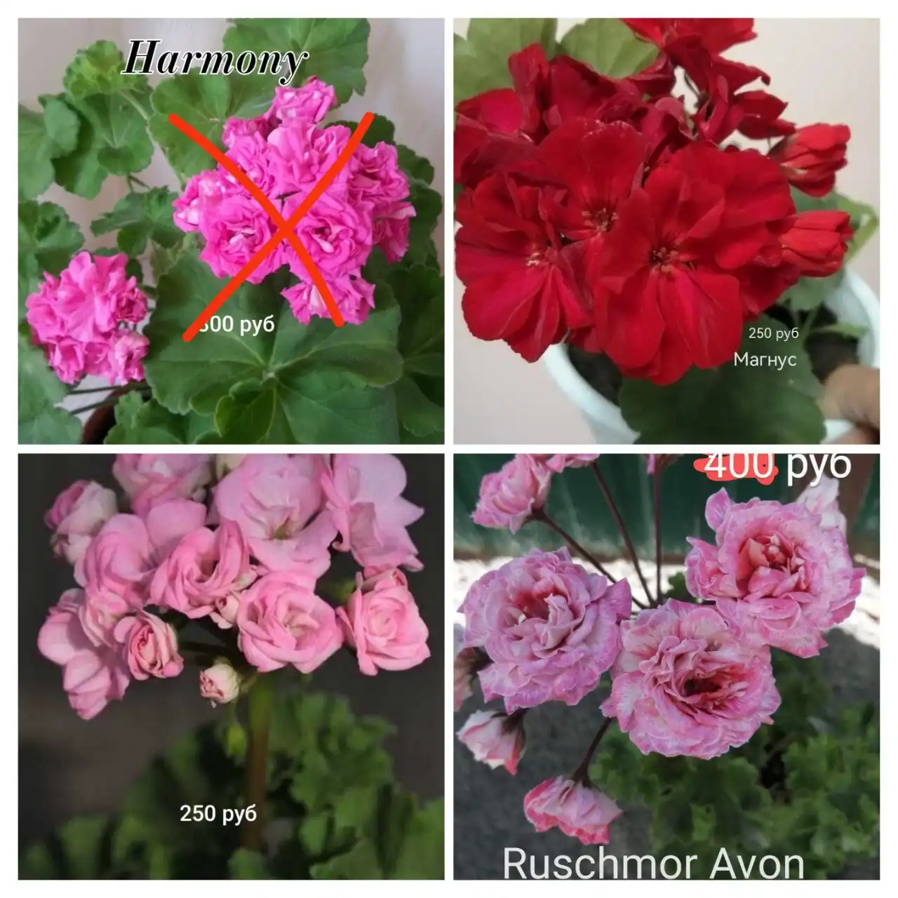 Продажа пеларгонии 130 сортов