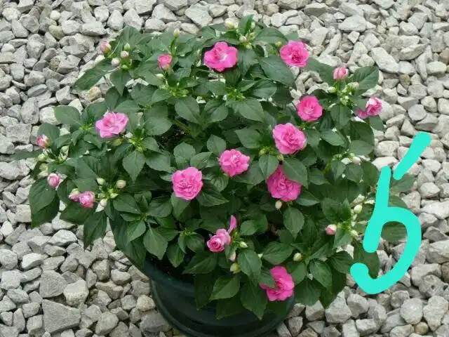 Укорененные черенки вегетативных бальзаминов