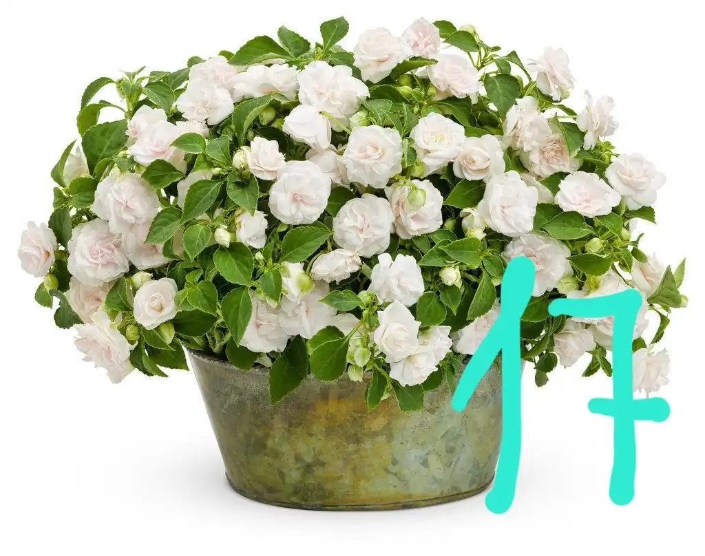 Укорененные черенки вегетативных бальзаминов