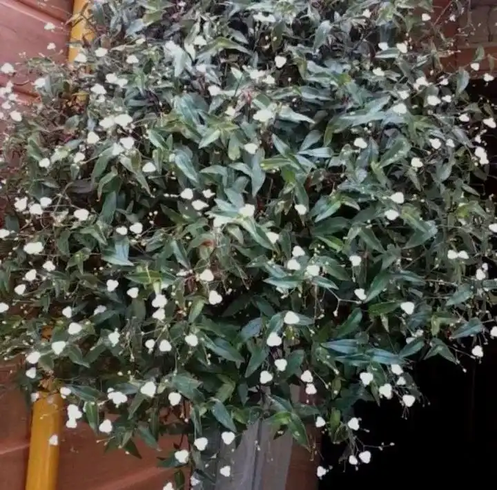 Продажа укорененных черенков традесканций