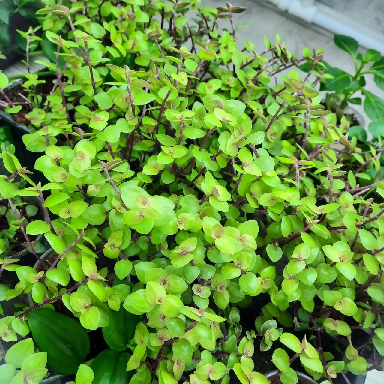 Продажа укорененных черенков традесканций