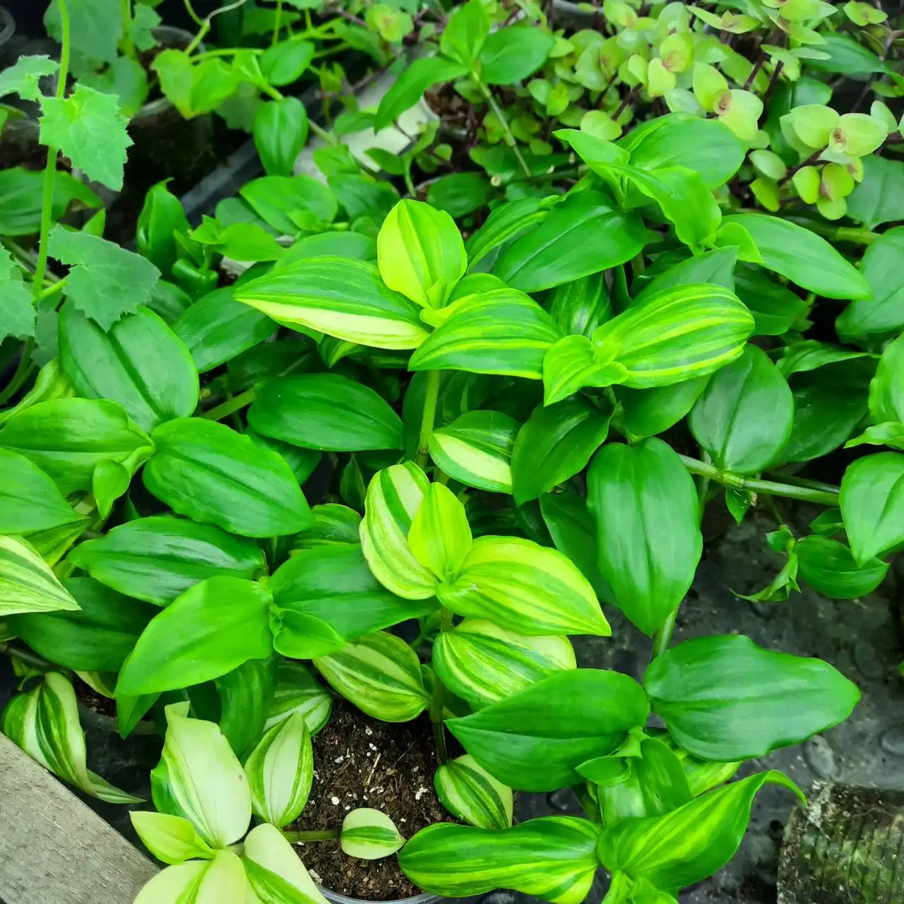 Продажа укорененных черенков традесканций