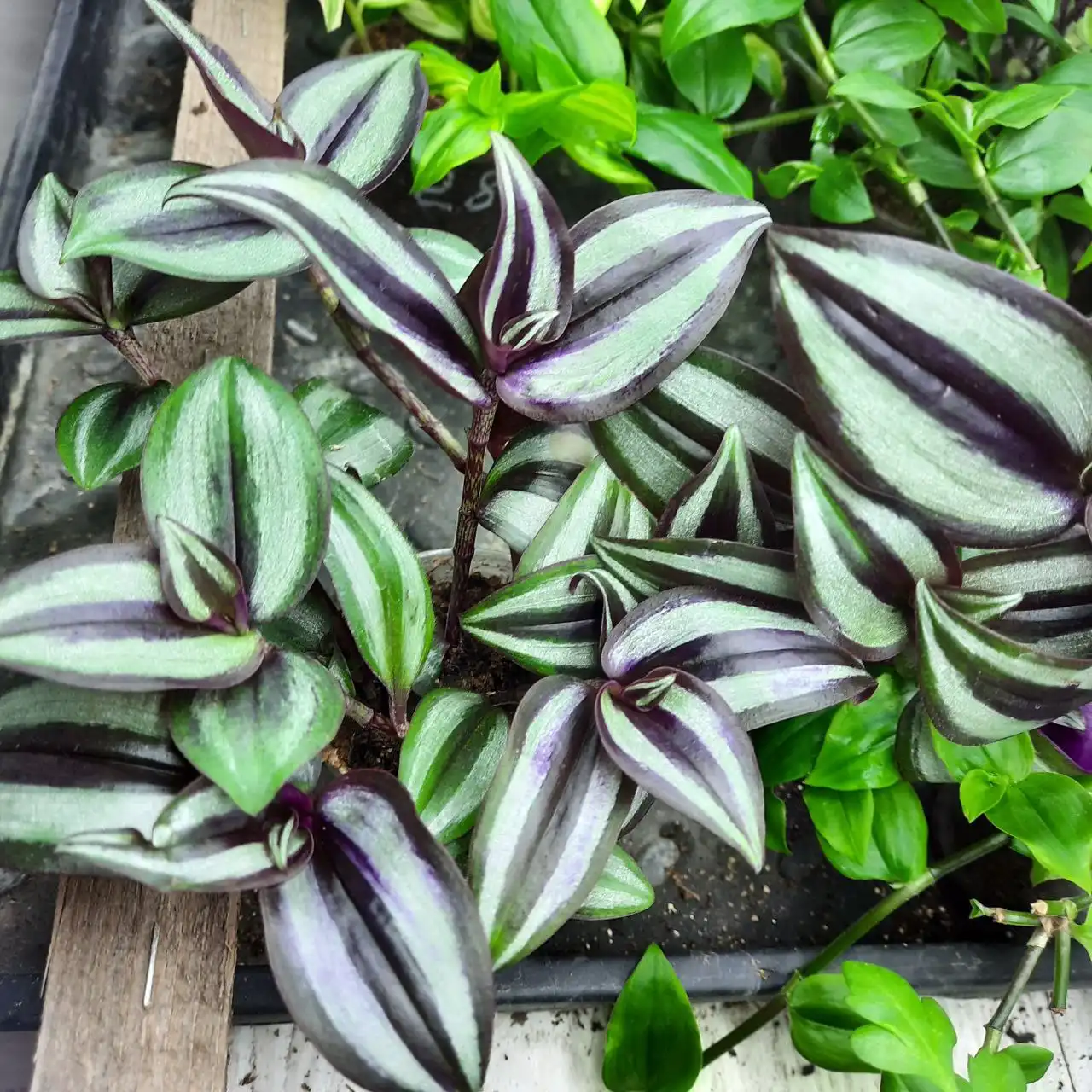 Продажа укорененных черенков традесканций