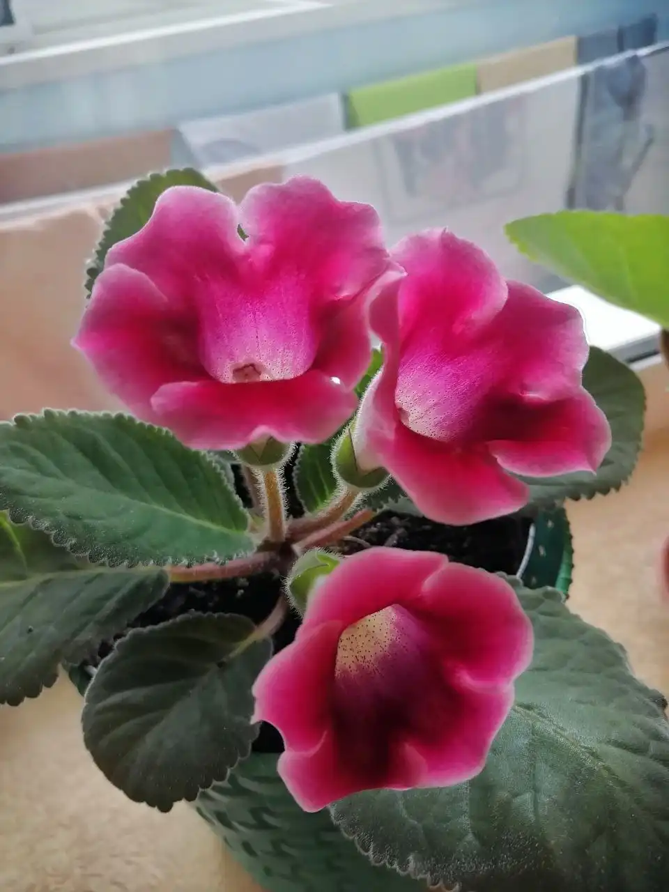 Глоксиния в хорошем горшке