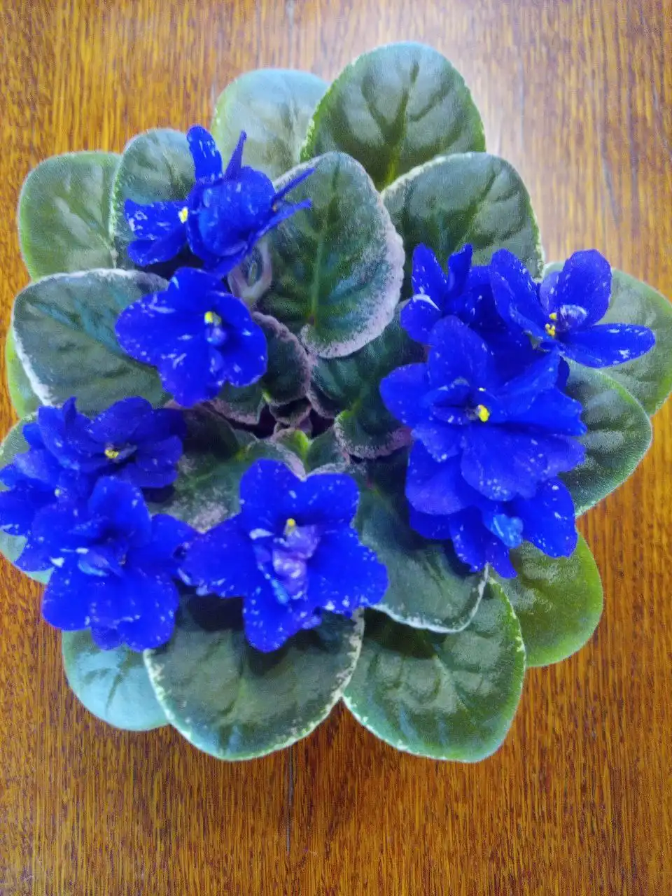 Фиалки цветущие - Растения (Хобби и отдых) в Орск