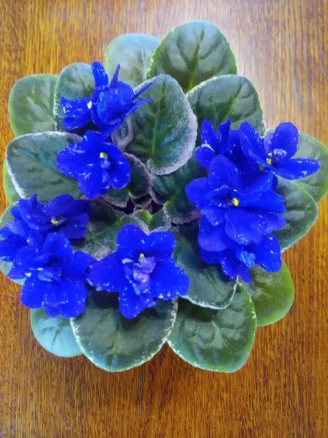 Фиалки цветущие - частное объявление в Орск