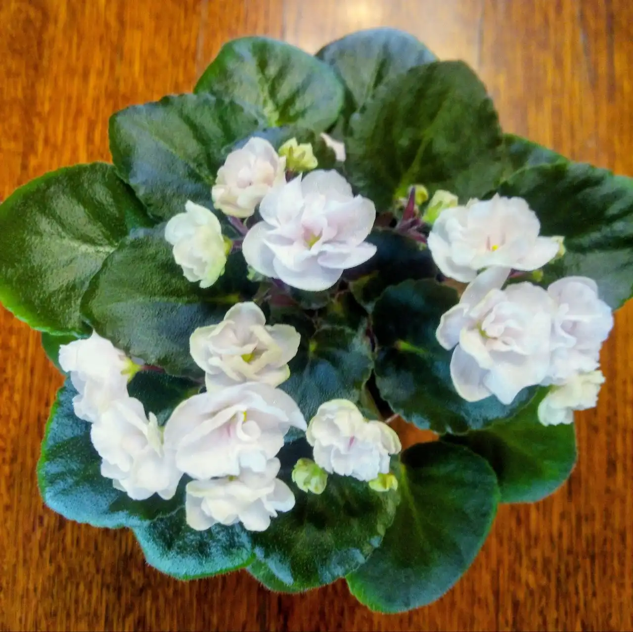 Фиалки цветущие - Растения (Хобби и отдых) в Орск