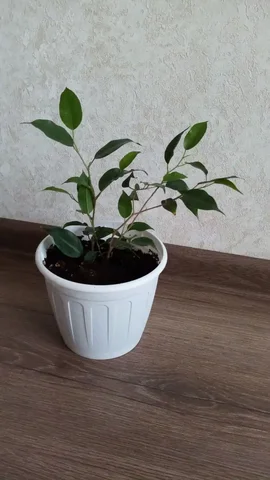 Продам фикус 2 отростка - Спортивные товары в Орск