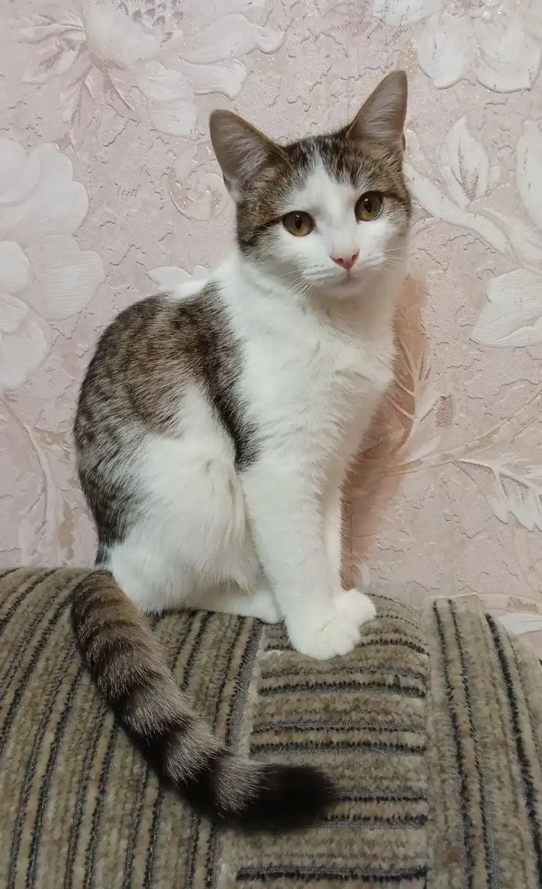 Кошечка ищет дом в Новотроицке/Орске - Кошки (Животные) в Новотроицк