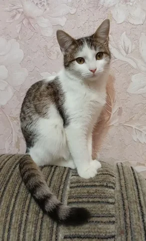 Кошечка ищет дом в Новотроицке/Орске - частное объявление в Новотроицк