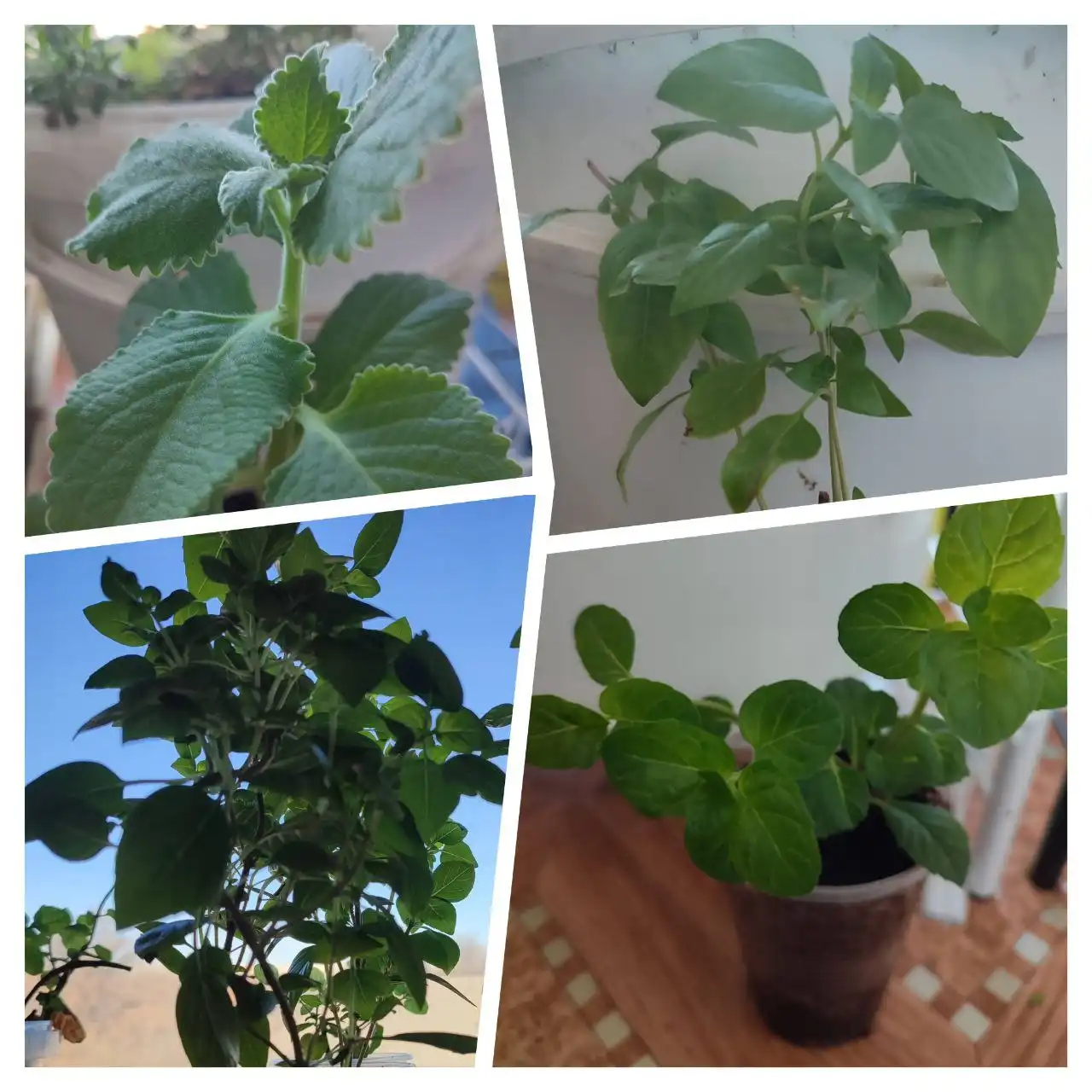 Продажа ароматных растений в Орске - Растения (Барахолка) в Орск