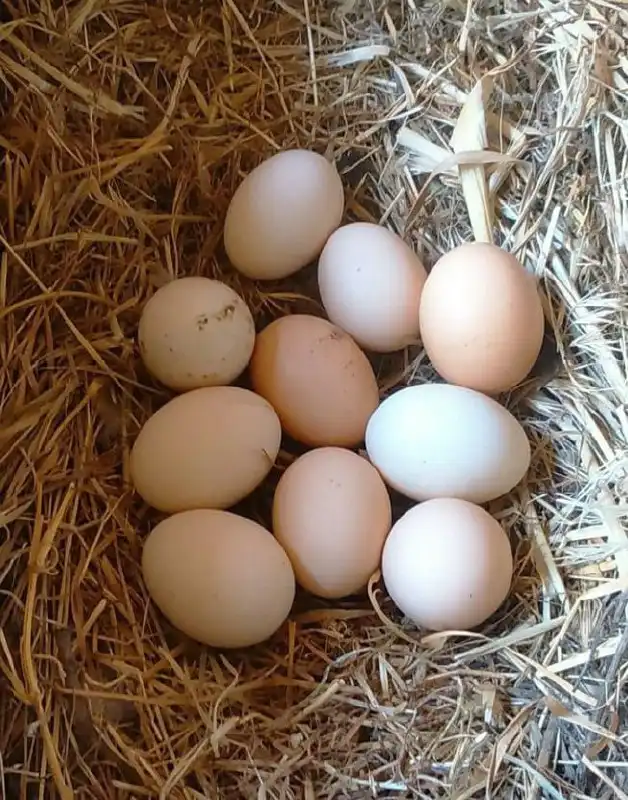 Продажа домашних яиц в Орске - Продукты питания (Барахолка) в Орск