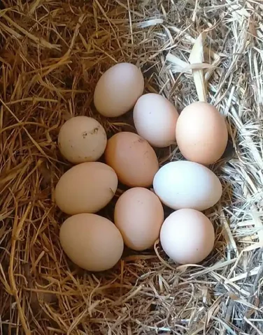 Продажа домашних яиц в Орске - Мотоциклы в Орск