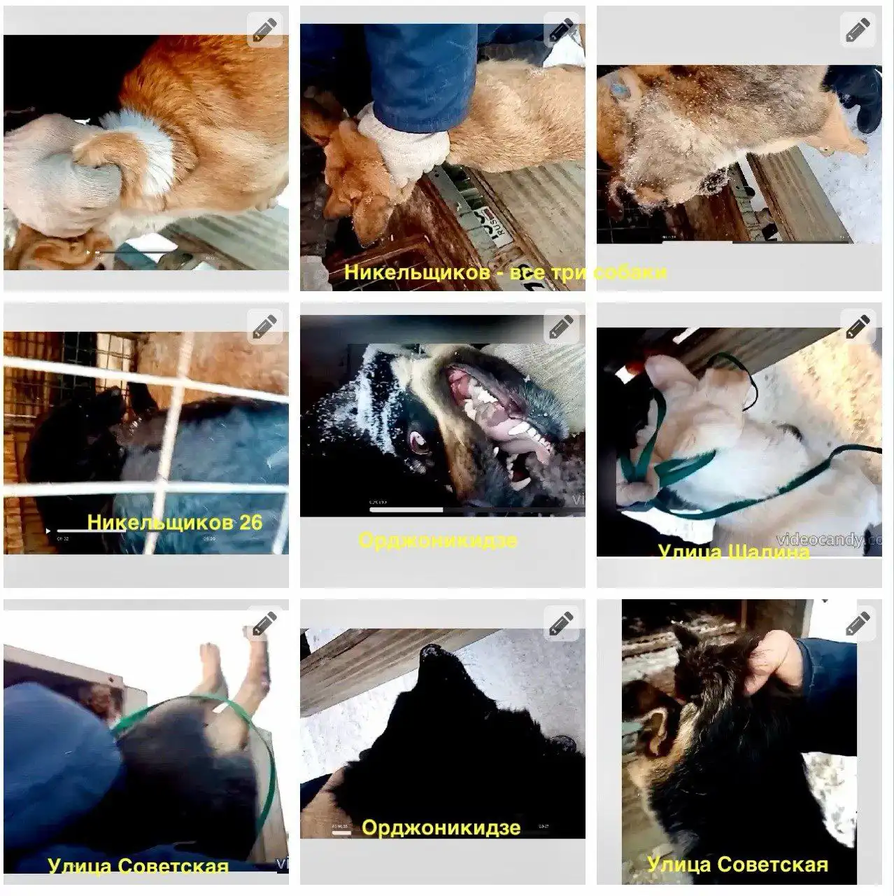 Срочно: собаки в отлове в Орске - Собаки (Животные) в Орск