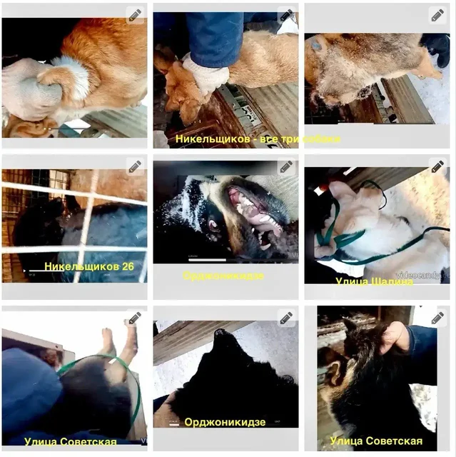 Срочно: собаки в отлове в Орске - частное объявление в Орск