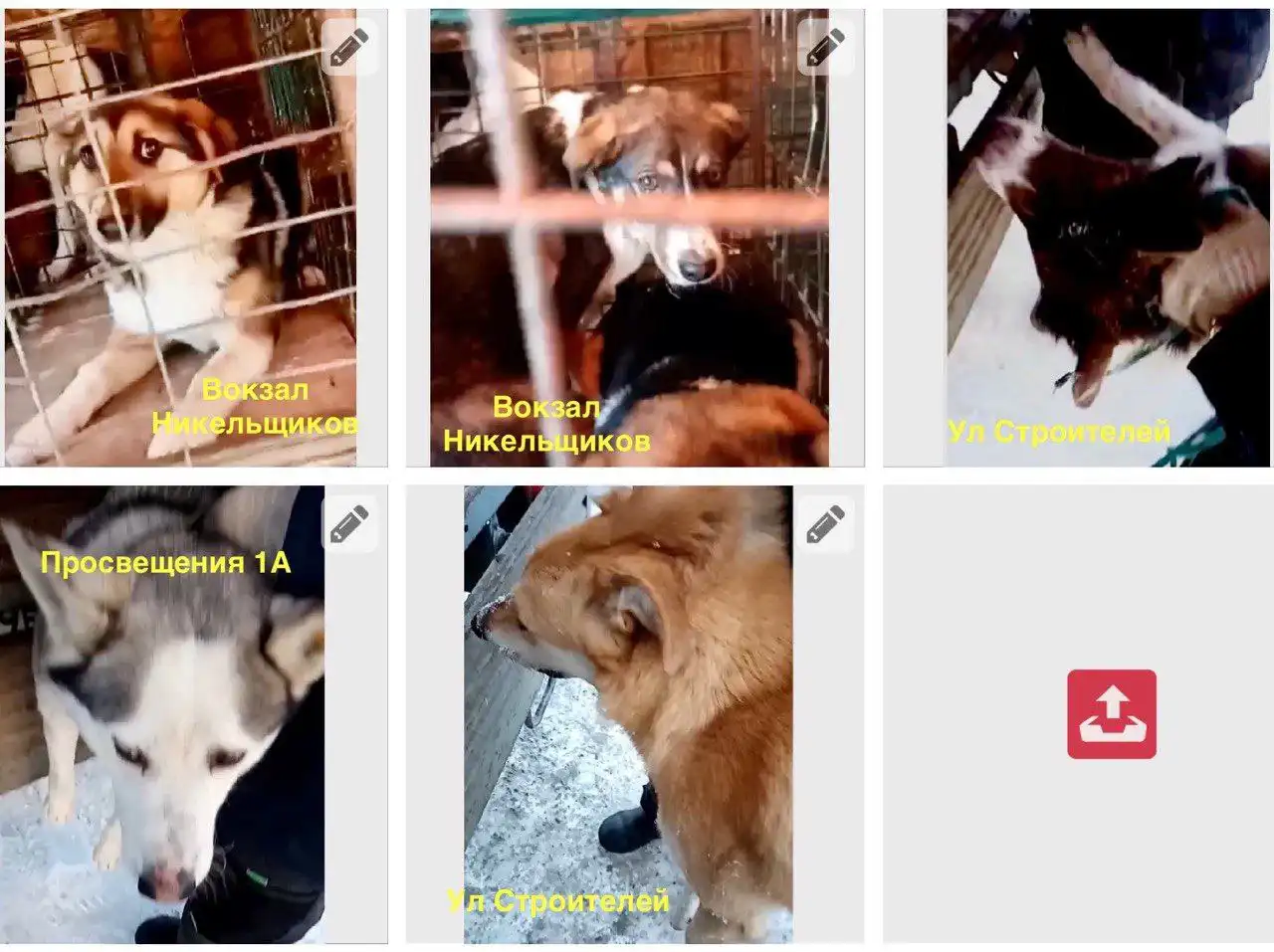 Срочно: собаки в отлове в Орске - Собаки (Животные) в Орск