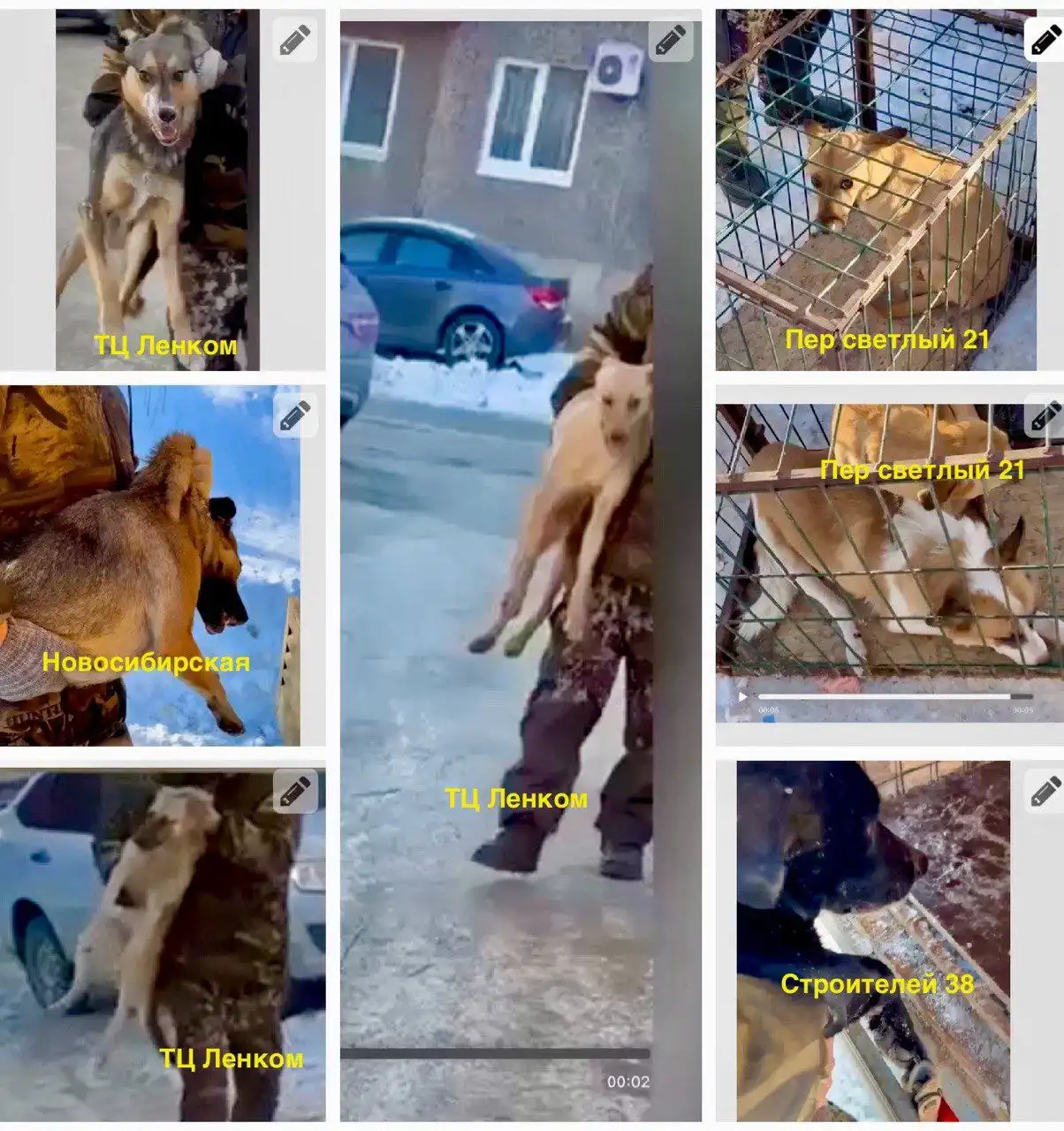 Срочно: собаки в отлове в Орске - Собаки (Животные) в Орск