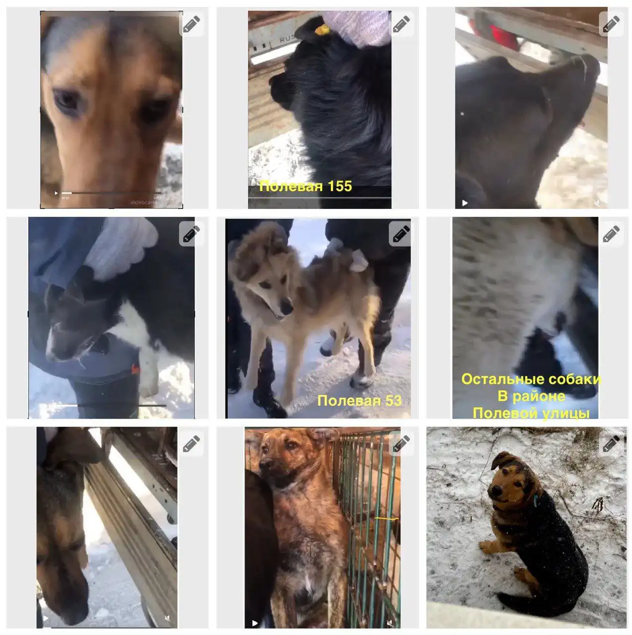 Срочно: собаки в отлове в Орске - Собаки (Животные) в Орск