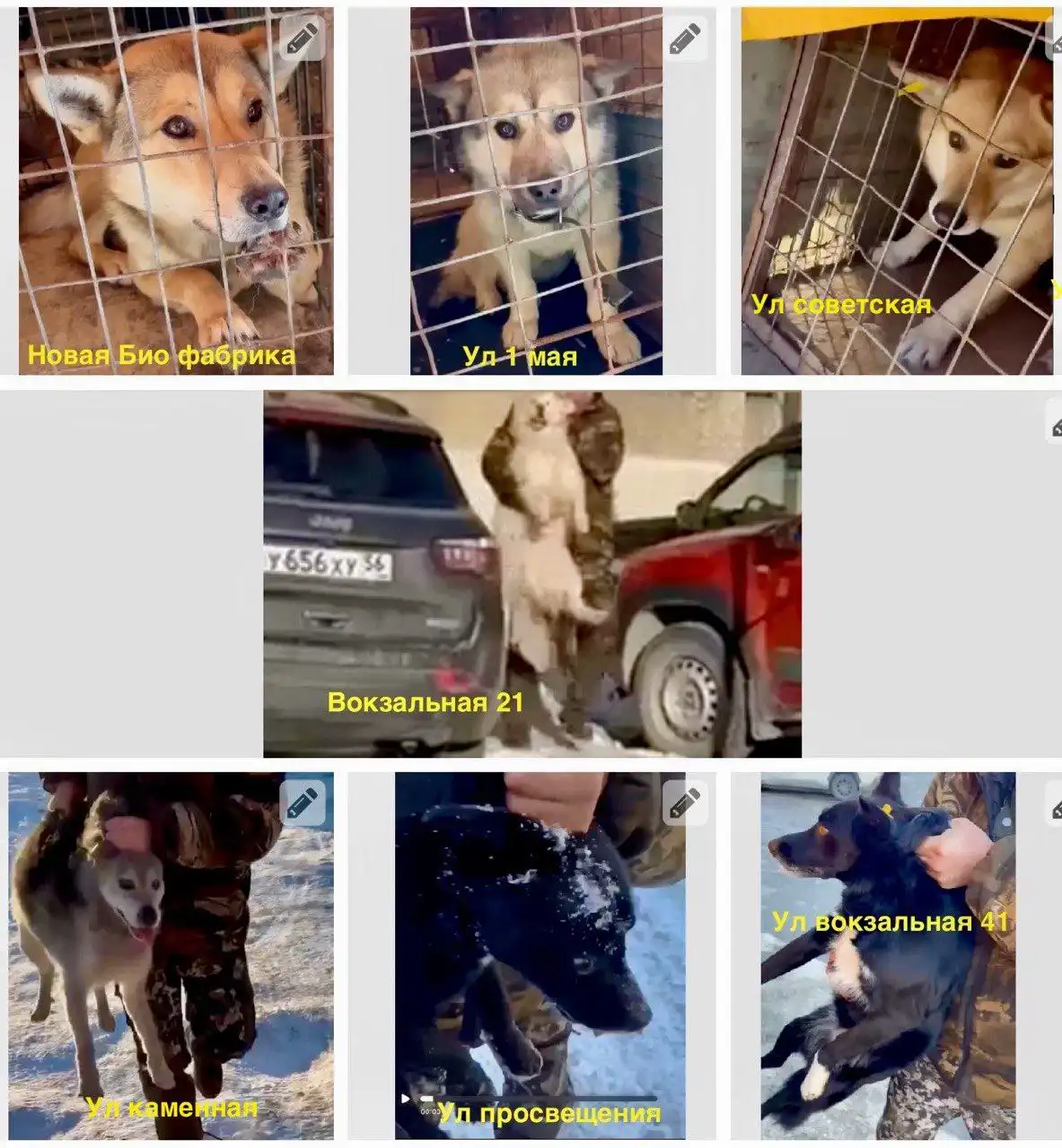 Срочно: собаки в отлове в Орске - Собаки (Животные) в Орск