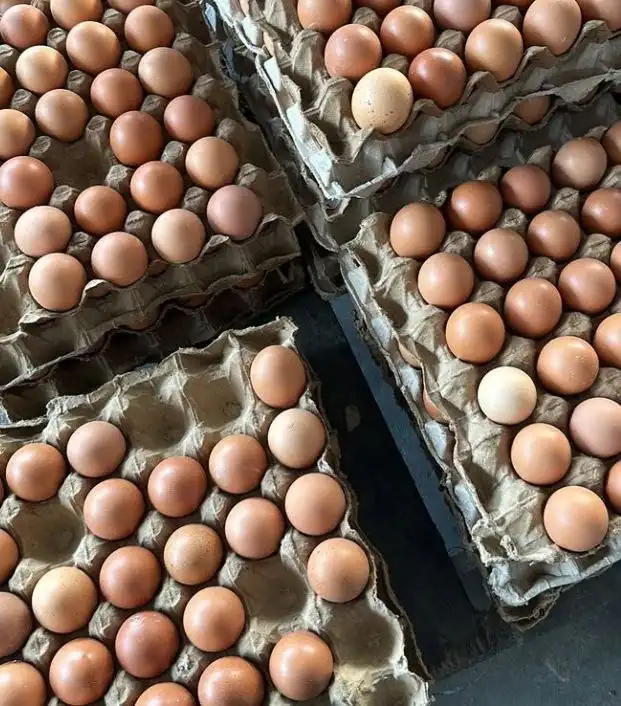 Продажа домашних яиц - Продукты питания (Барахолка) в Орск