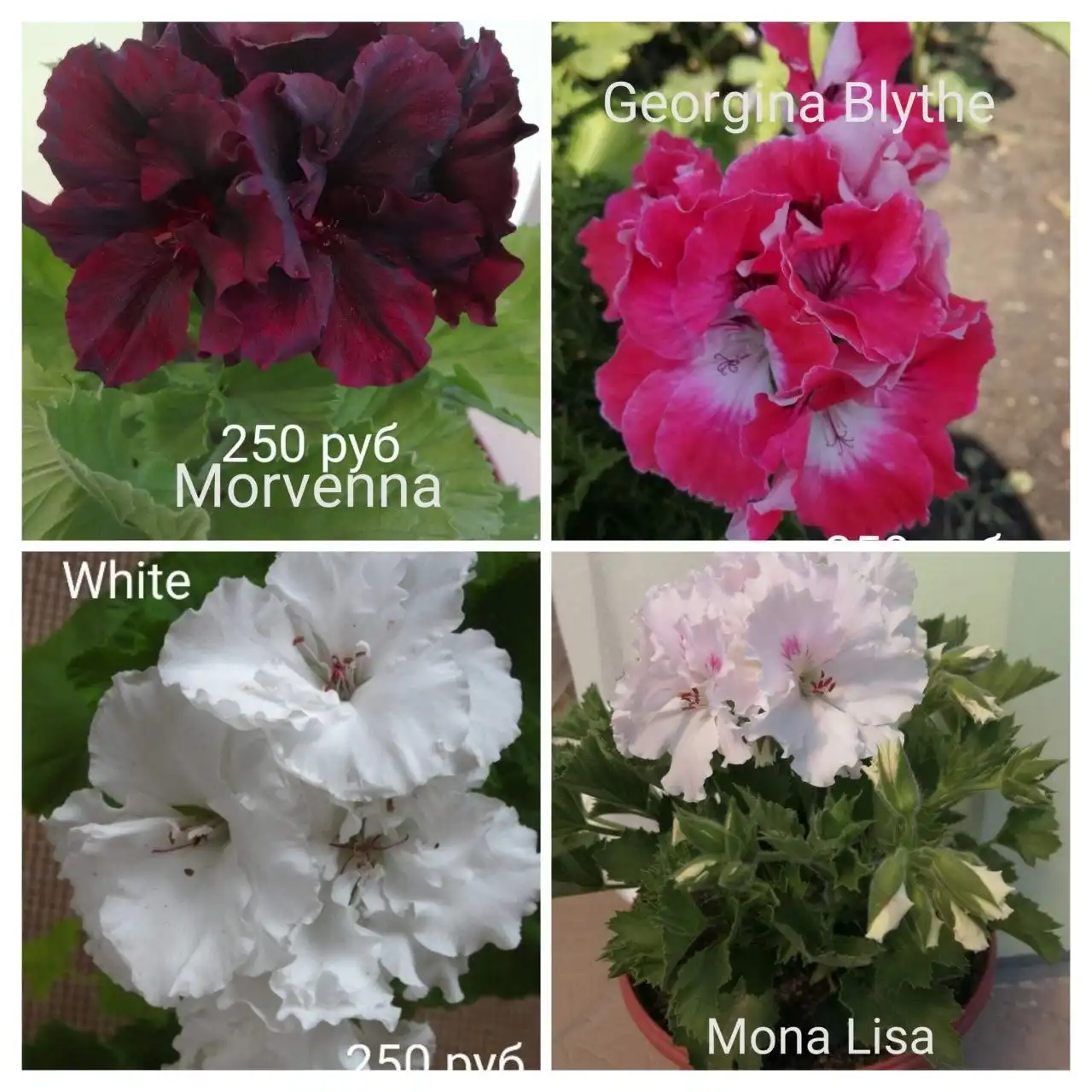 Продажа пеларгонии сортовой - Растения (Хобби и отдых) в Орск