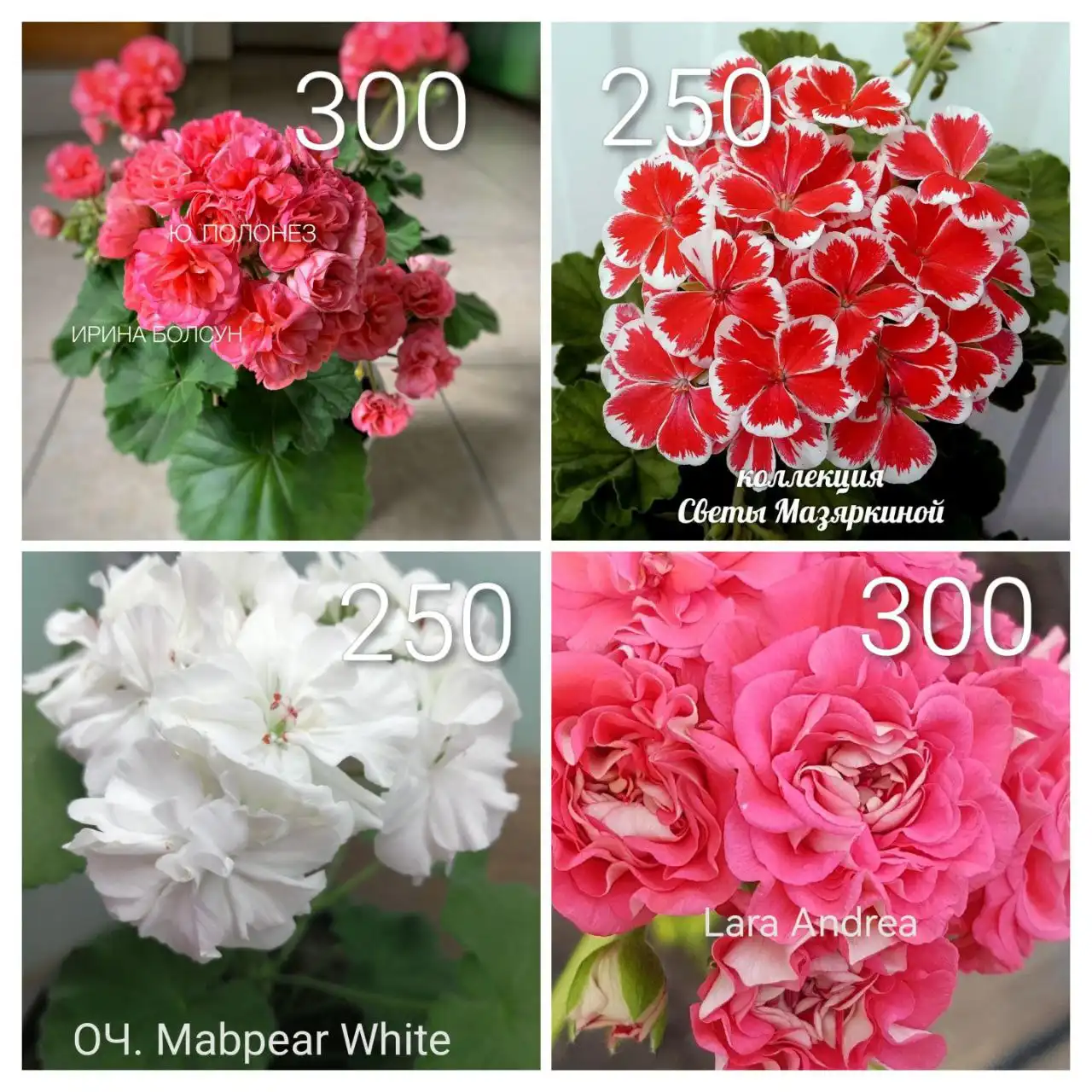 Продажа пеларгонии сортовой - Растения (Хобби и отдых) в Орск