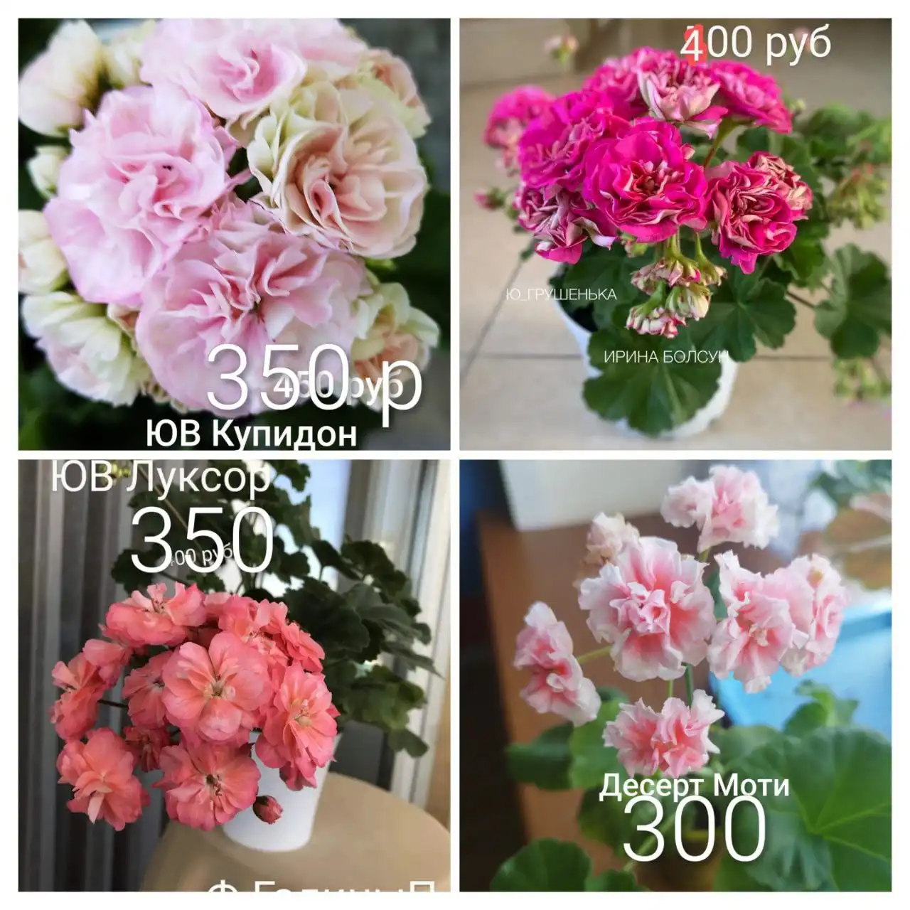 Продажа пеларгонии сортовой - Растения (Хобби и отдых) в Орск