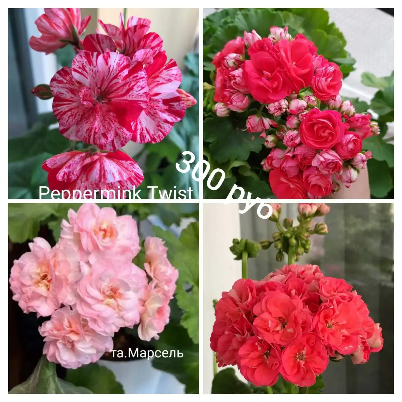 Продажа пеларгонии сортовой - Растения (Хобби и отдых) в Орск