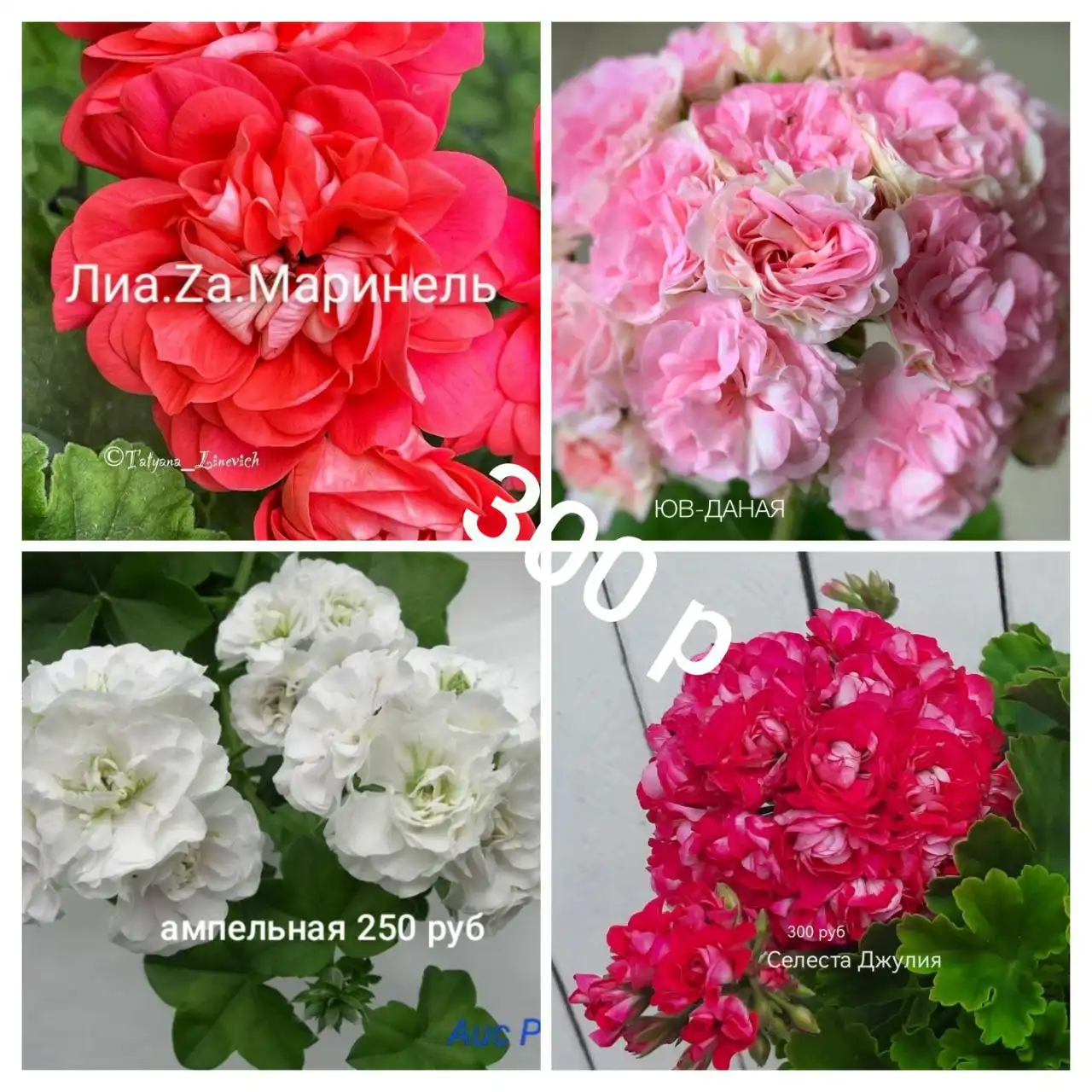 Продажа пеларгонии сортовой - Растения (Хобби и отдых) в Орск